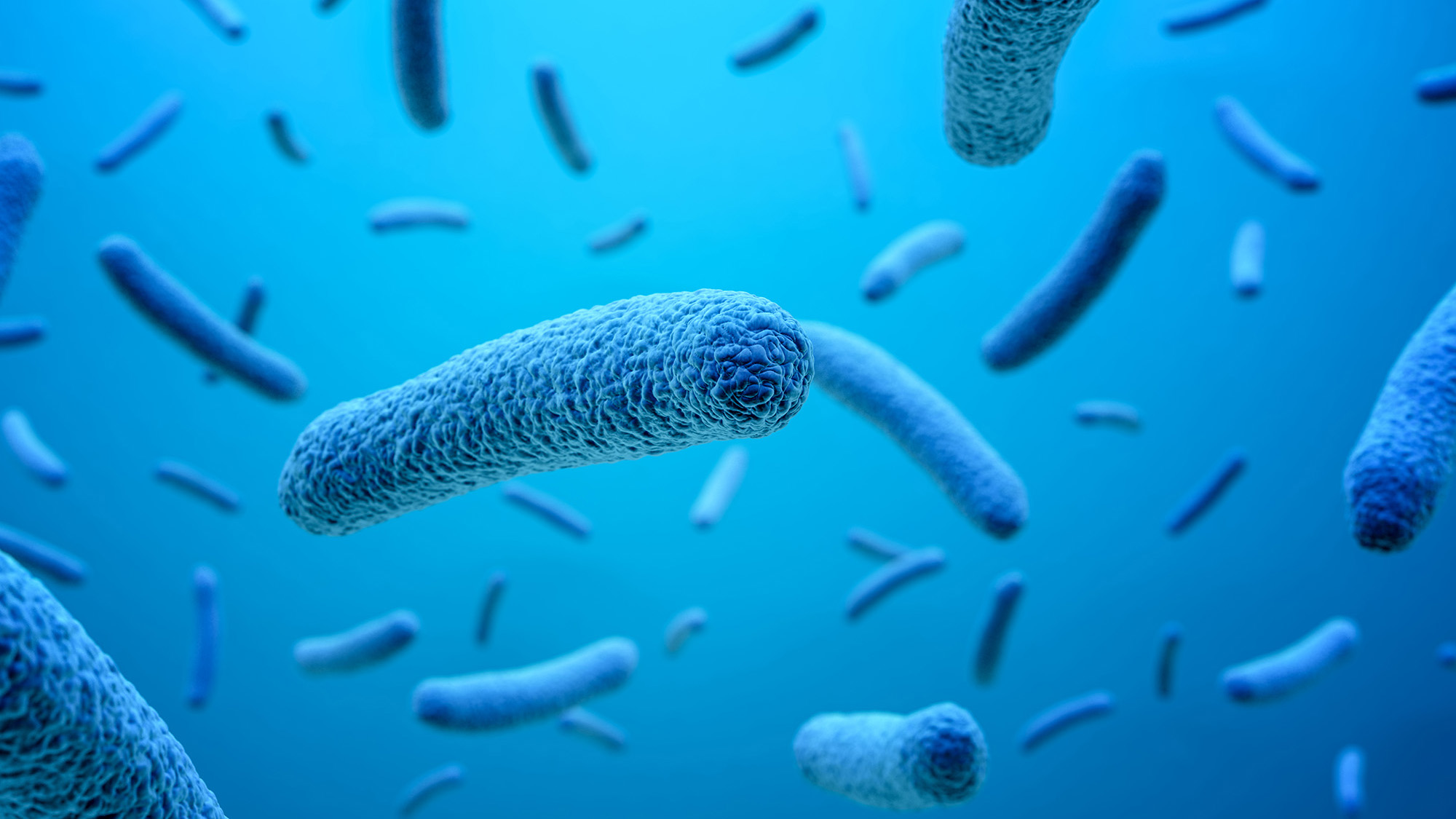 Microscopic view of bacteria suspended in water, showcasing diverse shapes and sizes in a clear liquid environment.